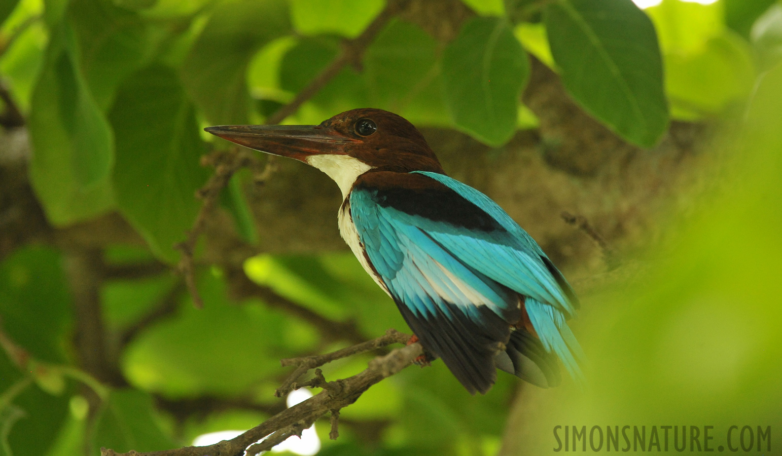 Halcyon smyrnensis fusca [550 mm, 1/320 sec at f / 8.0, ISO 2500]